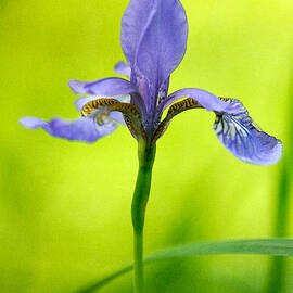 Blue Japanese Iris