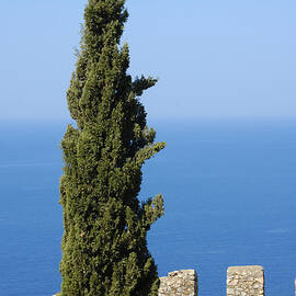 Blue ocean and sky green tree - Serene and calming  by Matthias Hauser