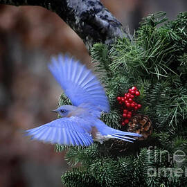 Bluebird Christmas Wreath by Nava Thompson