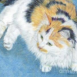 Calico Cat