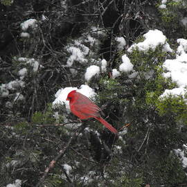 Cardinal in the snow