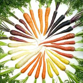 Carrot Pigmentation Variation by Science Source