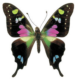 Close-up Of A Graphium Butterfly by Stockbyte