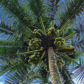 Coconut Palm by Mark Sellers