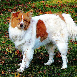 Australian Shepherd on Lawn by Susan Savad