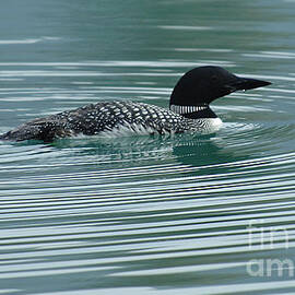 Common Loon by Bob Christopher