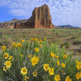 Common Sunflower Cluster And Temple by Tim Fitzharris