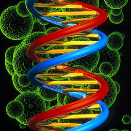 Computer Artwork Of A Beta Dna Segment And Spheres