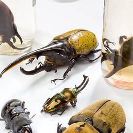Confiscated Beetles by Science Source
