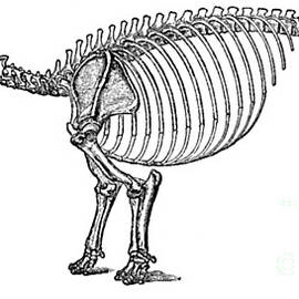 Coryphodon, Cenozoic Mammal by Science Source