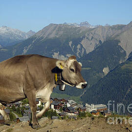 Cow in the mountains by Matthias Hauser
