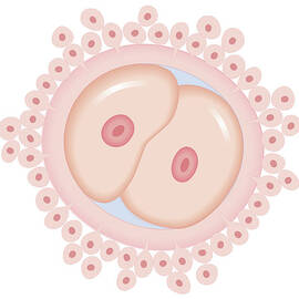 Cross Section Biomedical Illustration Of Mutation Of Gene From Sperm Copied Into New Cells As Fertilised Egg Divides by Dorling Kindersley