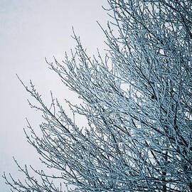 Crusted With Winter by Duluth To Door County Photography
