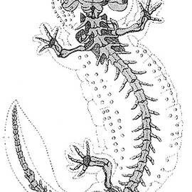 Cryptobranchus, Living Fossil by Science Source