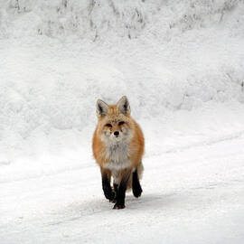 Curious Fox by Kristina Chapman