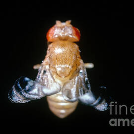 Curly Winged Drosophila by Science Source