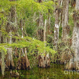 Cypress Forest in Summer by Matt Tilghman