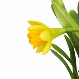 Daffodil Profile
