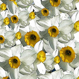 Daffodils