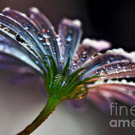 Daisy Abstract with Droplets by Kaye Menner