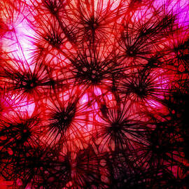 Dandelion Fireworks by Judi Bagwell