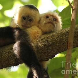 Daytime Siesta by Adam Jewell