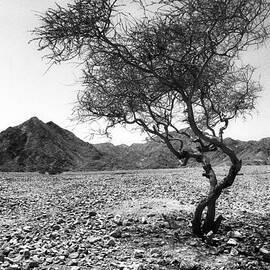 Desert  Tree