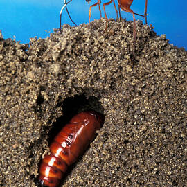 Diapetimorpha Introita Wasp by Science Source