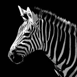 Digital art Zebra by Pierre Leclerc Photography