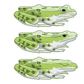 Digital Illustration Sequence Showing How The Eyes Of Perez's Frog (pelophylax Perezi) Close When Swallowing Prey by Dorling Kindersley