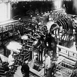 Diplodocus by Science Source