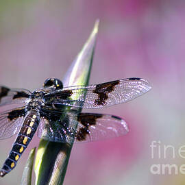 Dragonfly Bokeh by Sharon Talson