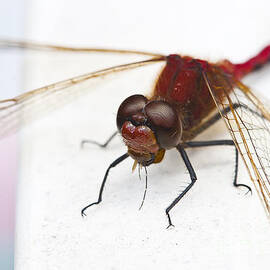 Dragonfly Devours Mosquito by Darcy Michaelchuk