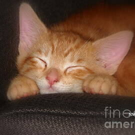 Dreaming Kitten