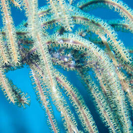 Droopy by Jean Noren