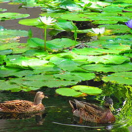 Ducks and Water Lillies