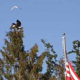 Eagle Rallies Round The Flagpole