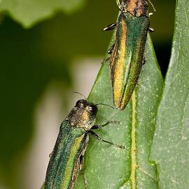 Emerald Ash Borer by Science Source