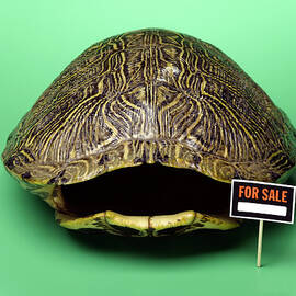 Empty Turtle Shell With For Sale Sign by Jeffrey Hamilton