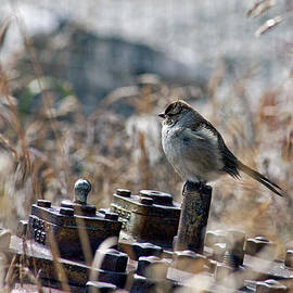 Enjoying My Self by James Steele