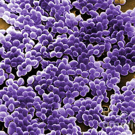 Enterococcus Sp. Bacteria, Sem by Science Source