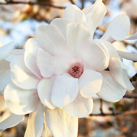 Evening Magnolia by Peter Chilelli