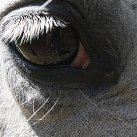 Eye of Equus