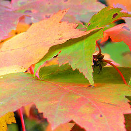 Fall Maple Leaves