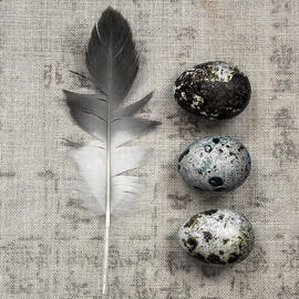 Feather and Three Eggs by Carol Leigh