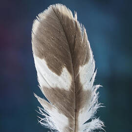 Feather Design by Jean Noren