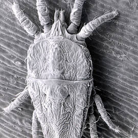 Flat Mite Brevipalpus Phoenicis by Science Source