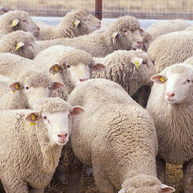 Flock Of Sheep by Science Source