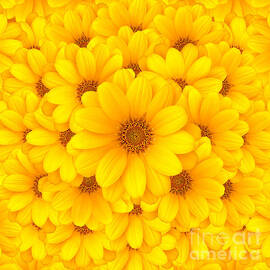 Flower background by Carlos Caetano