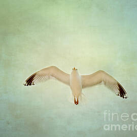 Fly My Dear by Violet Gray